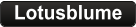 Lotusblume